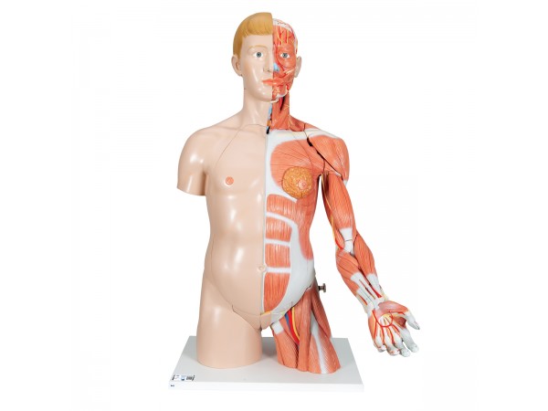 Anatomisch Model Torso met Armspieren, 33-delig