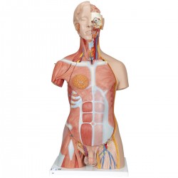 Deluxe spieren torso, 31-delig rompmodel