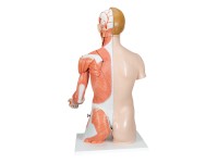 Anatomisch Model Torso met Armspieren, 33-delig