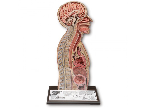 Nasogastrisch intubatie Model