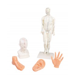 Acupunctuur Model Set (5 stuks)