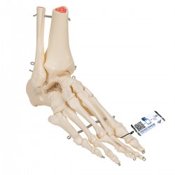 Voetskelet met Enkel, Niet Flexibel Voetskelet met Enkel, Niet Flexibel