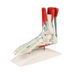 Voetmodel met Ligamenten