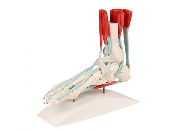 Voetmodel met Ligamenten