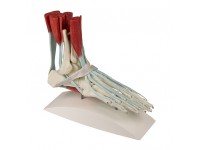 Voetmodel met Ligamenten