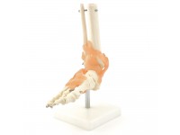 Voetskelet Model met Ligamenten