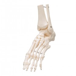 Voetskelet met Enkel, Flexibel Voetskelet met Enkel, Flexibel