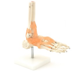 Voetskelet Model met Ligamenten