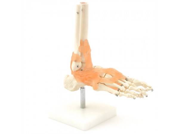 Voetskelet Model met Ligamenten