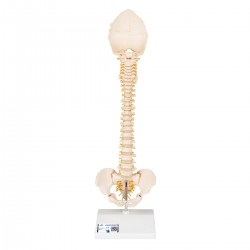 Wervelkolom Kind met Realistische Botstructuur