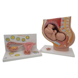 Zwangerschap Anatomie Set Zwangerschap Anatomie Set