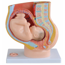 Anatomie model van de baarmoeder met foetus (40 weken), Budget
