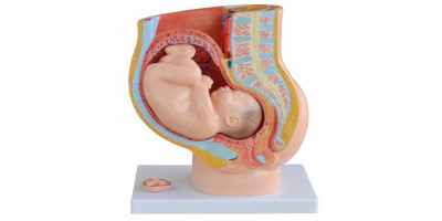 Anatomie model van de baarmoeder met foetus (40 weken), Budget