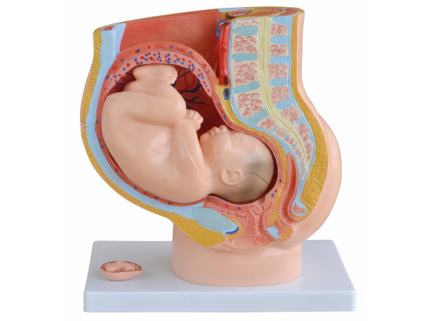Anatomie model van de baarmoeder met foetus (40 weken), Budget