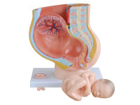 Anatomie model van de baarmoeder met foetus (40 weken), Budget