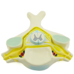 Wervel en Ruggenmerg model