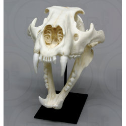 Afrikaanse Leeuw Schedel, Mannelijk