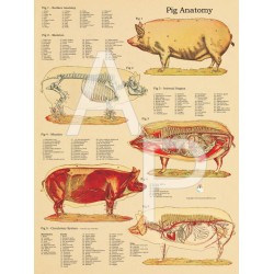 Anatomische Poster Varken  Anatomische Poster Varken