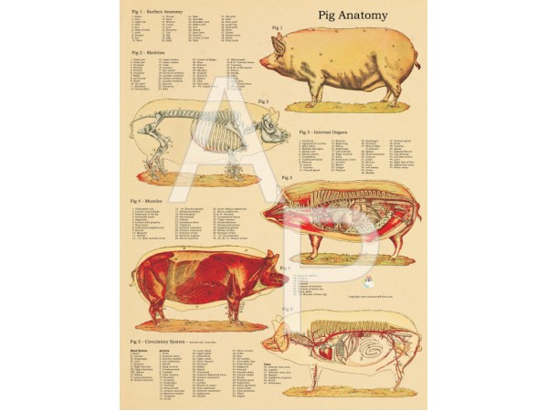 Anatomische Poster Varken 