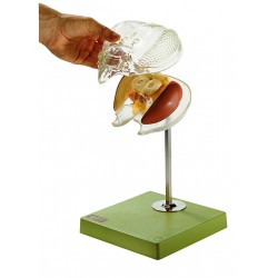 Brein Model Bij Transparant Hoofd