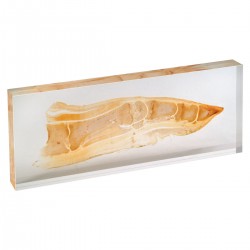 Geplastineerde Varkensvoet Geplastineerde Varkensvoet