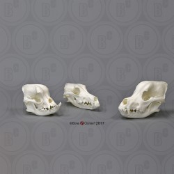 Schedel Hond Set