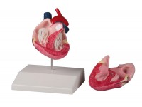 Anatomisch Model Hondenhart