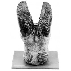 Koeien Hoef Model Met Ziekte