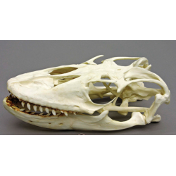 Komodovaraan Schedel