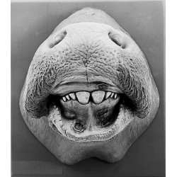 Mond Model Koe Met Ziektes