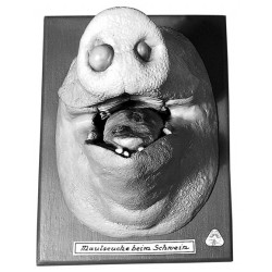 Mond Model Varken met Ziekte