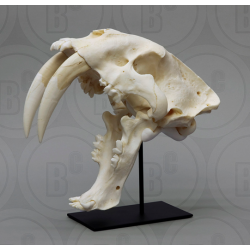 Sabeltandtijger, Smilodon Schedel