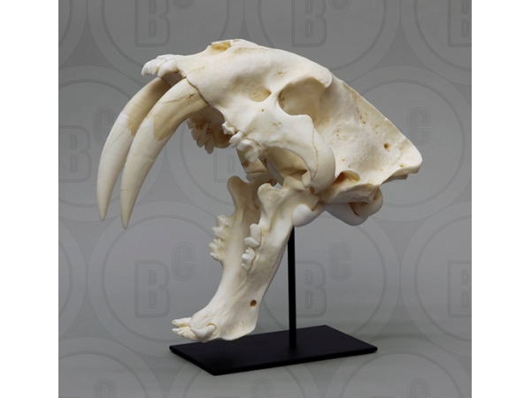 Sabeltandtijger, Smilodon Schedel