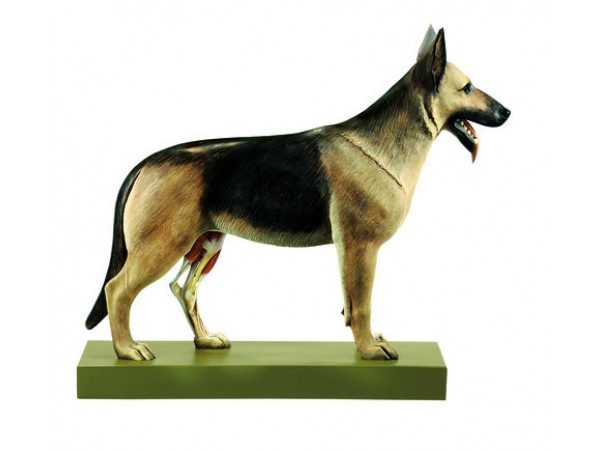 Herdershond Model