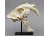 Sabeltandtijger, Smilodon Schedel