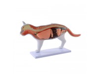 Uitneembaar Anatomie Model Kat