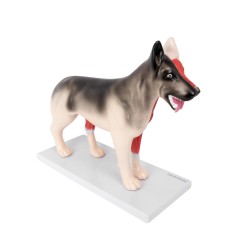 Uitneembaar Anatomie Model Hond