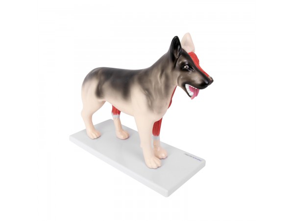 Uitneembaar Anatomie Model Hond