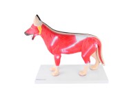 Uitneembaar Anatomie Model Hond