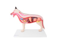 Uitneembaar Anatomie Model Hond