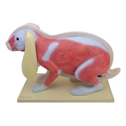 Uitneembaar Model Konijn