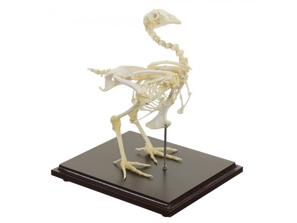 Kippen Skelet Model