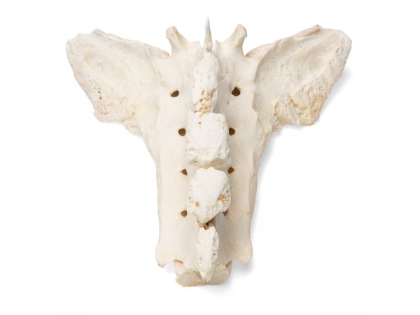 Paard Sacrum