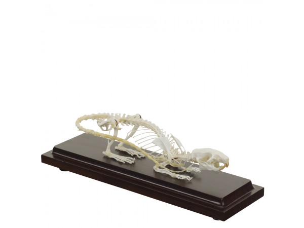 Ratten Skelet Model