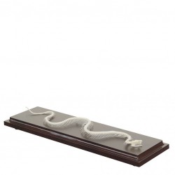 Slangen Skelet Model