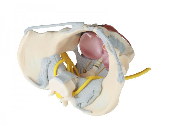 Vrouwelijk Bekken met ligamenten, zenuwen & bodemspieren