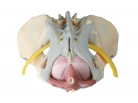 Vrouwelijk Bekken met ligamenten, zenuwen & bodemspieren