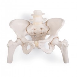 Flexibel Bekkenskelet Vrouw met Dijbeenhoofden