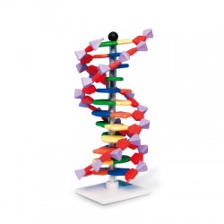 Mini DNA Model Dubbele Helix Mini DNA Model Dubbele Helix