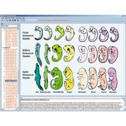 Evolutie met Voorbeelden